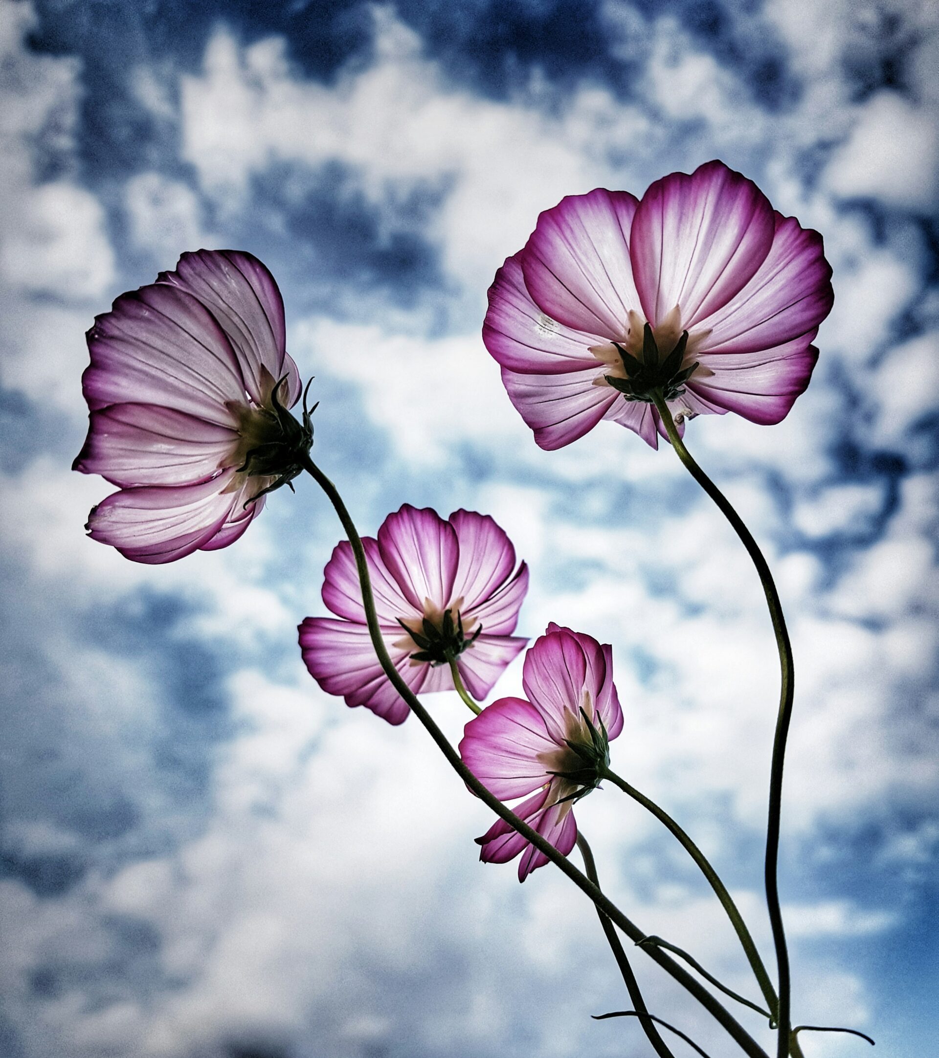 Lingvistikaolümpiaadi võit